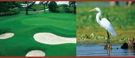 photo of the golf course and a great egret at Stono Ferry